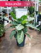 Duża Aglaonema Stripes, Wielka aglonema sklep, duża aglonema, wysyłka roślin sklep online internetowy