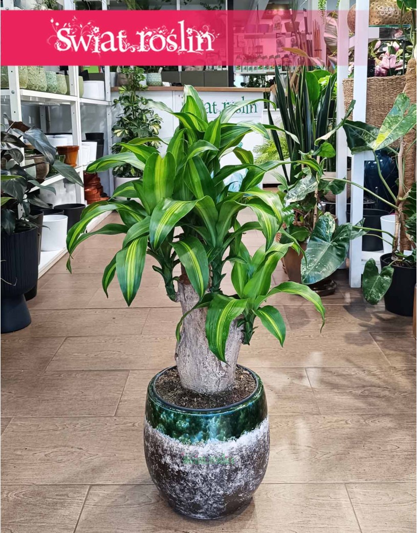 Dracena Massangena, Dracaena Fragrans Massangeana