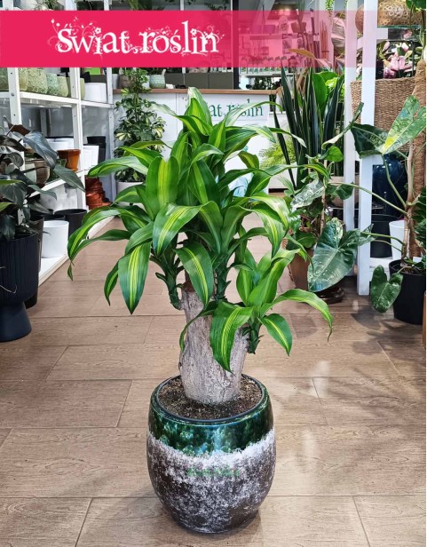 Dracena Massangena, Dracaena Fragrans Massangeana