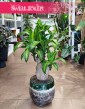 Dracena Massangena, Dracaena Fragrans Massangeana