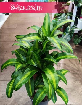 Dracaena Fragrans Massangeana do kupienia w Krakowie lub online z dostawą, Dracena Wonna Massangena