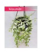 Dischidia Oiantha Variegata, Diszidia Oiantha Variegata, Diszidia, Opięta, Dischidia Oiantha, Diszidia Oiantha 2