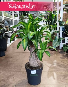 Dracaena Fragrans Massangeana, Dracena Wonna Massangena