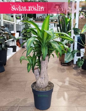 Dracena Massangena w najlepszej cenie i jakości z dostawą, Dracaena Fragrans Massangeana