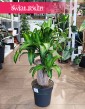 Dracena Massangena kup w sklepie z roślinami doniczkowymi online, Dracaena Fragrans Massangeana