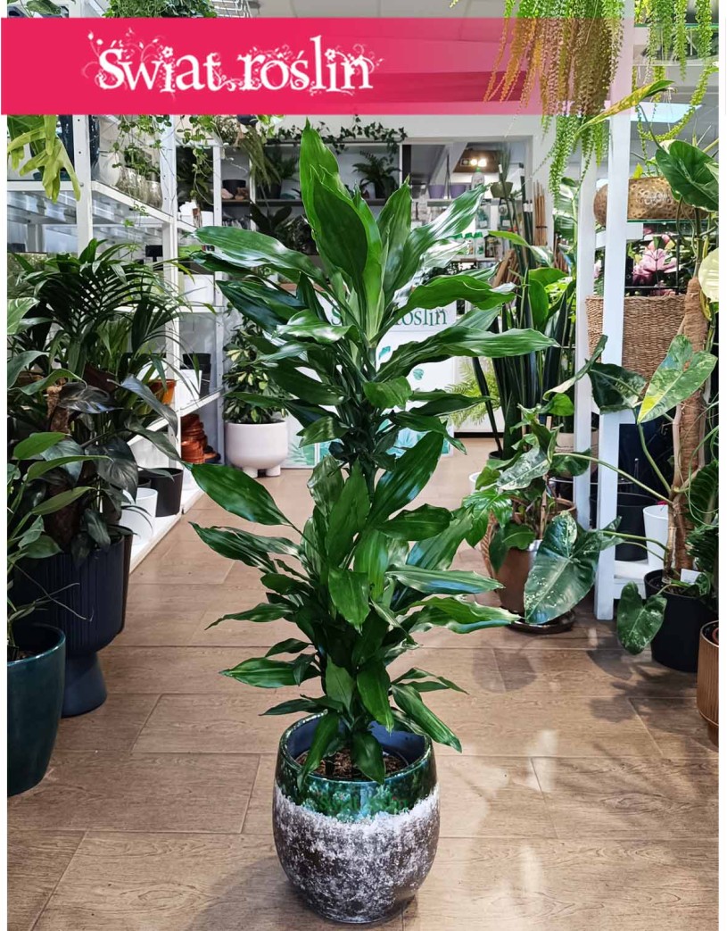 Dracena Fragrans Burundii, Dracaena wonna Burundii