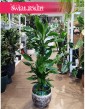Dracena Fragrans Burundii, Dracaena wonna Burundii