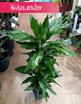 Dracena Fragrans Burundii do kupienia online internetowo z dostawą w całej Polsce, Dracaena wonna Burundii