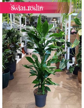 Dracena Fragrans Burundii sklep internetowy online z dostawą w całej Polsce, Dracaena wonna Burundii