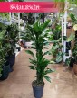 Dracena Fragrans Burundii kup w najlepszej cenie ijakości z dostawą kurierem, Dracaena wonna Burundii
