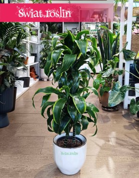 Dracena Wonna Dorado, Dracaena Fragrans Dorado, Dracena Wonna