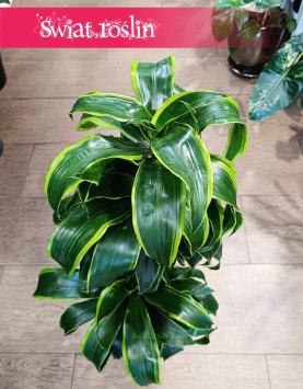 Dracena Wonna Dorado, Dracaena Fragrans Dorado, Dracena Wonna, rośliny sklep kraków, dracena Kraków