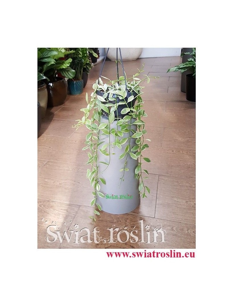 Dischidia Oiantha Variegata, Diszidia Oiantha Variegata, Diszidia, Opięta, Dischidia Oiantha, Diszidia Oiantha 3