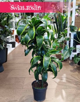 Dracena Wonna Dorado sklep internetowy online, Dracaena Fragrans Dorado wysyłka, Dracena Wonna