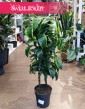 Dracena Wonna Dorado, Dracaena Fragrans Dorado, Dracena Wonna, popularne rośliny doniczkowe, sklep online