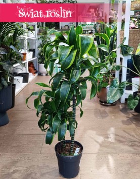Dracaena Wonna Dorado, Dracena Fragrans Dorado w najlepszej cenie i jakości z dostawą w całej Polsce