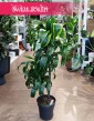 Dracaena Wonna Dorado, Dracena Fragrans Dorado w najlepszej cenie i jakości z dostawą w całej Polsce