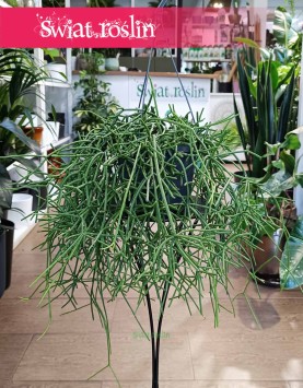 Rypsalis Heteroclada, Rhipsalis Heteroclada