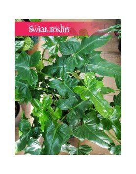 Philodendron Natcha, Filodendron Natcha, Filodendron Green Dragon, wysyłka roslin doniczkowych