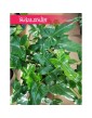 Philodendron Natcha, Filodendron Natcha, Filodendron Green Dragon, wysyłka roslin doniczkowych