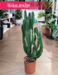 Euphorbia Triangularis sklep oonline internetowy z dostawą online, Wilczomlecz Trójkątny