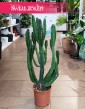 Euphorbia Triangularis do kupienia w Krakowie lub online zdostawą w całej Polsce, Wilczomlecz Trójkątny