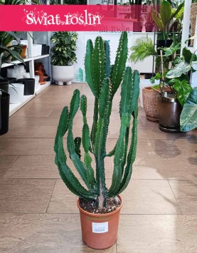 Euphorbia Triangularis, Wilczomlecz Trójkątny do  kupienia ze sklepu Świat Roślin z dostawą w całym Kraju
