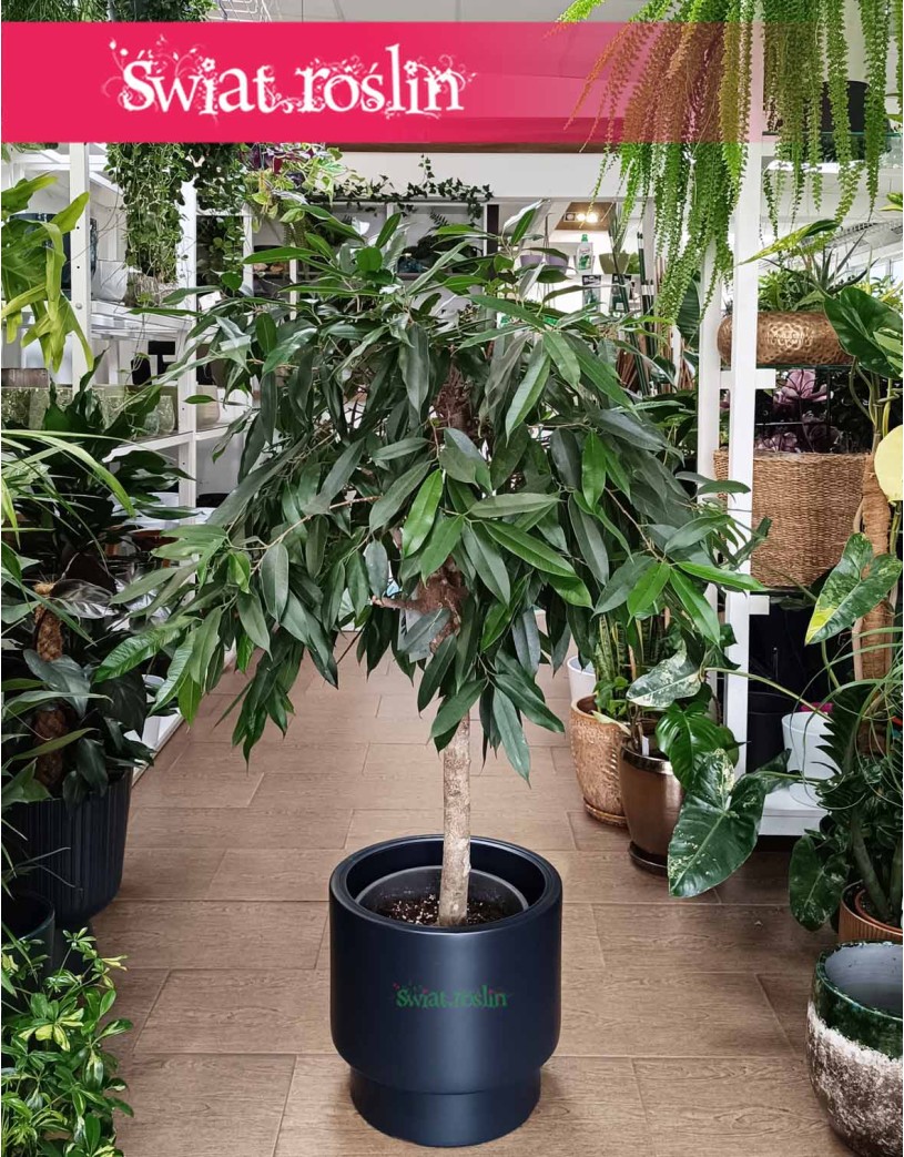 Fikus Amstel King Drzewko, Ficus Amstel King drzewko, Figowiec Amstel King drzewko