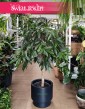 Fikus Amstel King Drzewko, Ficus Amstel King drzewko, Figowiec Amstel King drzewko