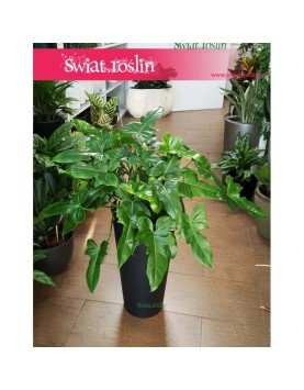 Philodendron Natcha, Filodendron Natcha, Filodendron Green Dragon, sklep z roślinami