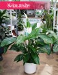 Skrzydłokwiat Sweet Lauretta, Spathiphyllum Sweet Lauretta