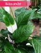 Skrzydłokwiat Sweet Lauretta do kupienia w Krakowie lub online z dostawą pod drzwi, Spathiphyllum Sweet Lauretta