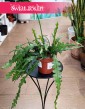 Epifyllum Anguliger, Kaktus Tropikalny, Epiphyllum Anguliger, Kaktus ość ryby wnajlepszej cenie i jakości