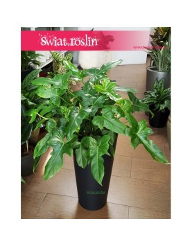 Philodendron Green Dragon, Filodendron Dragon, Philodendron Dragon. sklep z roślinami doniczkowymi