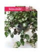 Senecio Mikanoides, Senecio Mikanioides, Starzec Mikanoides, Starzec Mikanioides, Senecio Mikanoides Magic Marble, Senecio 2