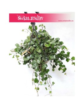 Senecio Mikanoides, Senecio Mikanioides, Starzec Mikanoides, Starzec Mikanioides, Senecio Mikanoides Magic Marble, Senecio 3
