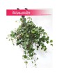 Senecio Mikanoides, Senecio Mikanioides, Starzec Mikanoides, Starzec Mikanioides, Senecio Mikanoides Magic Marble, Senecio 3