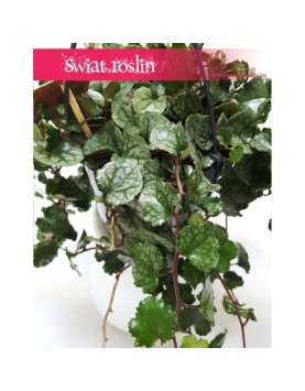Senecio Mikanoides, Senecio Mikanioides, Starzec Mikanoides, Starzec Mikanioides, Senecio Mikanoides Magic Marble, Senecio 4