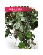 Senecio Mikanoides, Senecio Mikanioides, Starzec Mikanoides, Starzec Mikanioides, Senecio Mikanoides Magic Marble, Senecio 4