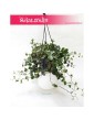 Senecio Mikanoides, Senecio Mikanioides, Starzec Mikanoides, Starzec Mikanioides, Senecio Mikanoides Magic Marble, Senecio