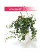 Senecio Mikanoides, Senecio Mikanioides, Starzec Mikanoides, Starzec Mikanioides, Senecio Mikanoides Magic Marble, Senecio