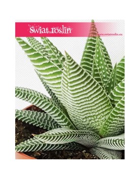 Haworsja Spider White, Haworthia Spider White, Haworcja Spider White 1