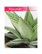 Haworsja Spider White, Haworthia Spider White, Haworcja Spider White 1
