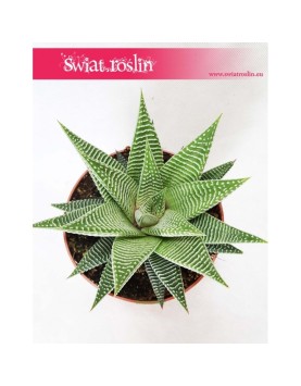 Haworsja Spider White, Haworthia Spider White, Haworcja Spider White 2