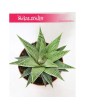 Haworsja Spider White, Haworthia Spider White, Haworcja Spider White 2