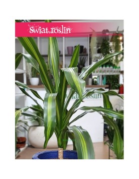 Dracena Burley, Draceana Burley, Smokowiec 1