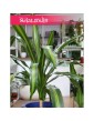 Dracena Burley, Draceana Burley, Smokowiec 1