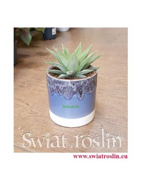 Haworsja Spider White, Haworthia Spider White, Haworcja Spider White- Sklep z roslinami Kraków