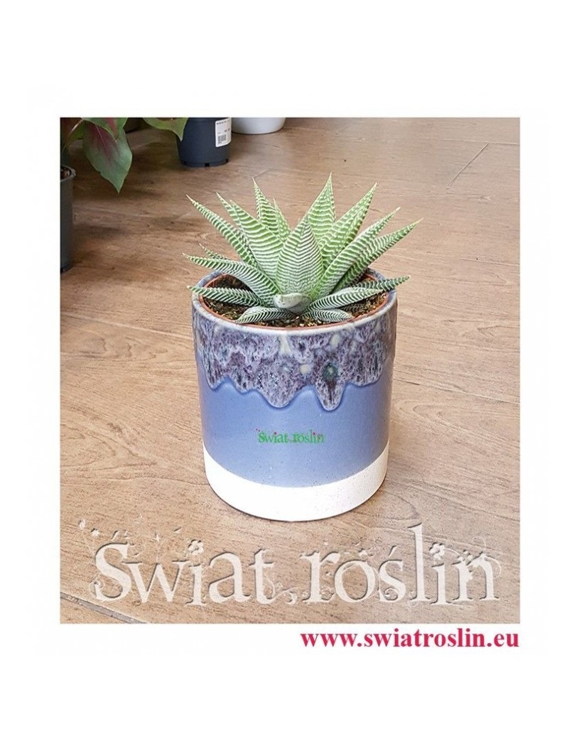 Haworsja Spider White, Haworthia Spider White, Haworcja Spider White- Sklep z roslinami Kraków