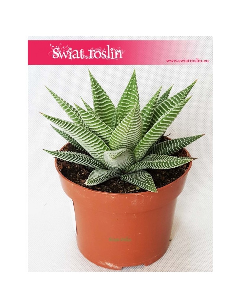 Haworsja Spider White, Haworthia Spider White, Haworcja Spider White 5